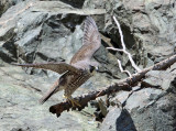 Peregrine Falcon - Falco peregrinus