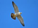 Peregrine Falcon - Falco peregrinus