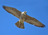 Peregrine Falcon - Falco peregrinus