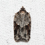 3509 - Acleris ptychogrammos