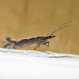2366 - Diamondback Moth - Plutella xylostella 
