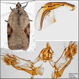 3516 - Acleris comandrana (male)