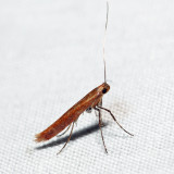 0609 – Cherry Leaf-cone Caterpillar Moth – Caloptilia invariabilis *