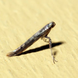 Caloptilia sp. *