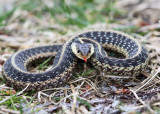 Garter Snake - Thamnophis sirtalis