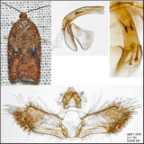 3521.1 - Acleris stadiana (male)