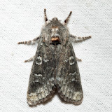 10014  Rolands Sallow  Psaphida rolandi