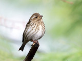 Purple Finch - Haemorhous purpureus (female)