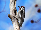 Yellow-bellied Sapsucker - Sphyrapicus varius