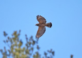 Red-shouldered Hawk - Buteo lineatus