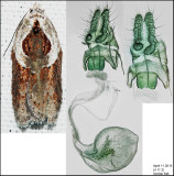 3543 - Stained-back Leafroller - Acleris maculidorsana (female)