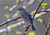 Savannah Sparrow - Passerculus sandwichensis