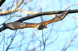 Red-shouldered Hawk - Buteo lineatus