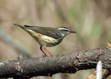 Louisiana Waterthrush - Parkesia motacilla