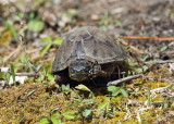 Musk Turtle (Stinkpot) - Sternotherus odoratus
