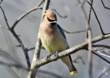 Cedar Waxwing - Bombycilla cedrorum