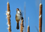 Swamp Sparrow - Melospiza georgiana