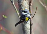 Yellow-rumped Warbler - Setophaga coronata 