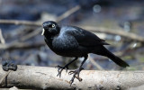 Rusty Blackbird - Euphagus carolinus