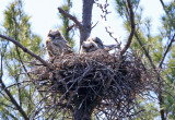 Great-horned Owls (on nest) - Bubo virginianus