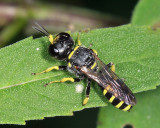 Ectemnius cephalotes