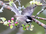 Black-capped Chickadee - Poecile atricapillus (catching caterpillars from apple blosoms)