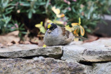 Golden-crowned Sparrow - Zonotrichia atricapilla