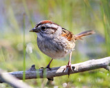 Swamp Sparrow - Melospiza georgiana