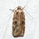 0867 - Agonopterix pulvipennella