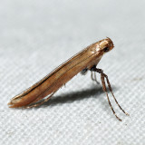 Caloptilia sp.