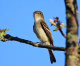 Least Flycatcher - Empidonax minimus