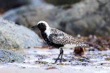 Black-bellied Plover - Pluvialis squatarola