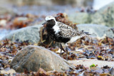 Black-bellied Plover - Pluvialis squatarola