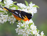 Baltimore Oriole - Icterus galbula