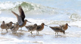 Short-billed Dowitcher - Limnodromus griseus