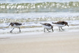 Sanderling - Calidris alba