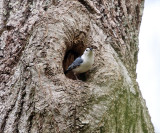 White-breasted Nuthatch - Sitta carolinensis (at nest cavity)