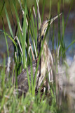 American Bittern - Botaurus lentiginosus