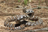 Eastern Milk Snake - Lampropeltis triangulum triangulum