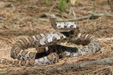 Eastern Milk Snake - Lampropeltis triangulum triangulum