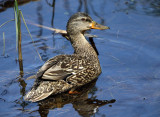 Mallard - Anas platyrhynchos (female)