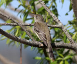 Willow Flycatcher - Empidonax traillii 