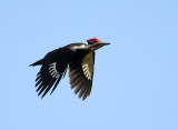 Pileated Woodpecker - Dryocopus pileatus