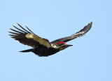 Pileated Woodpecker - Dryocopus pileatus