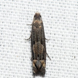 3172 - Ragweed Borer - Epiblema strenuana *