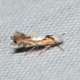 0752 - Phyllonorycter fitchella*