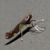 0595 - Caloptilia bimaculatella?