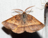 6832 - Yellow-washed Metarranthis - Metarranthis obfirmaria