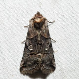 8881 - Spectacled Nettle Moth - Abrostola urentis