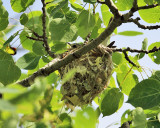 Warbling Vireo - Vireo gilvus